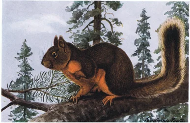 Douglas-Eichhörnchen lebt zwischen hoch aufragenden immergrünen Bäumen